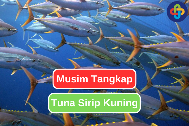 Inilah Waktu Yang Tepat Untuk Menangkap Tuna Sirip Kuning